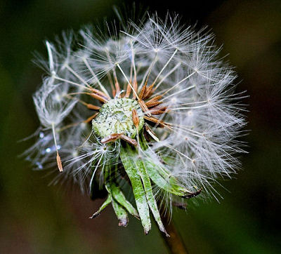 Dandelion. 1/250s @ f/8