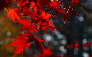 Maple leaves horizontal