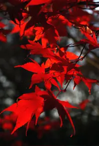 Maple leaves vertical