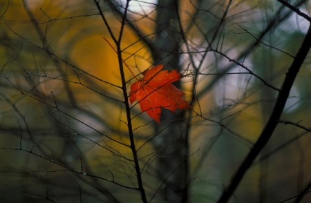 Lone Leaf by Jim Crotty