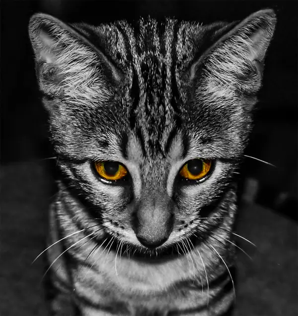 14-cat-sad-face-black-white-yellow-eyes