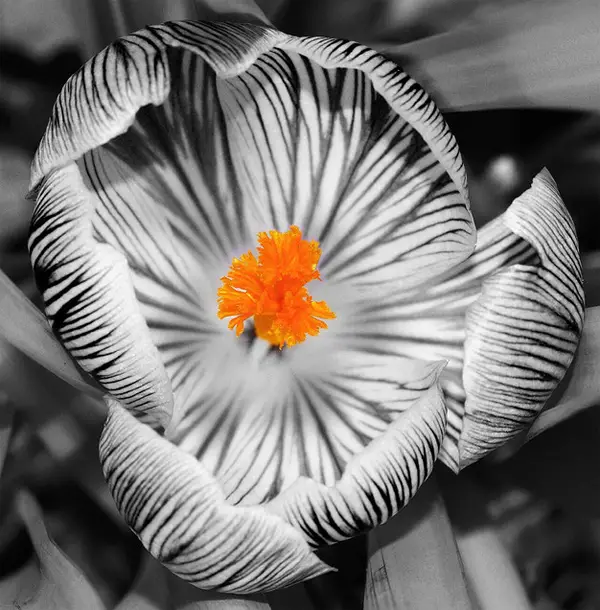 16-flower-yellow-black-and-white-splash-of-color