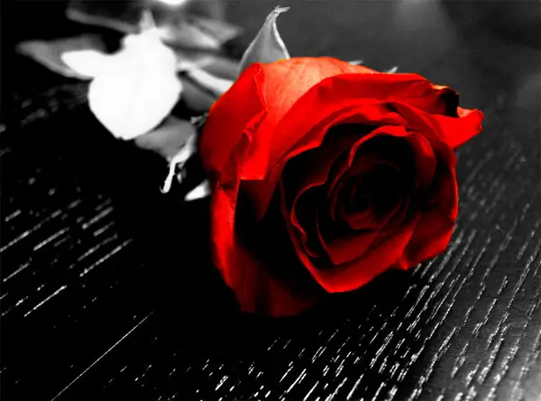 18-red-rose-black-and-white-photo