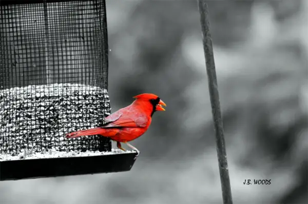 24-red-bird-black-and-white