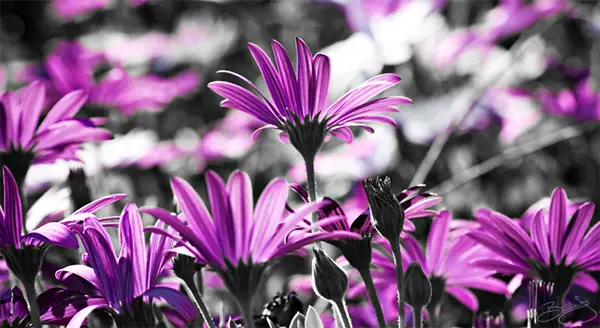 26-flowers-painted-pink-black-white-photography