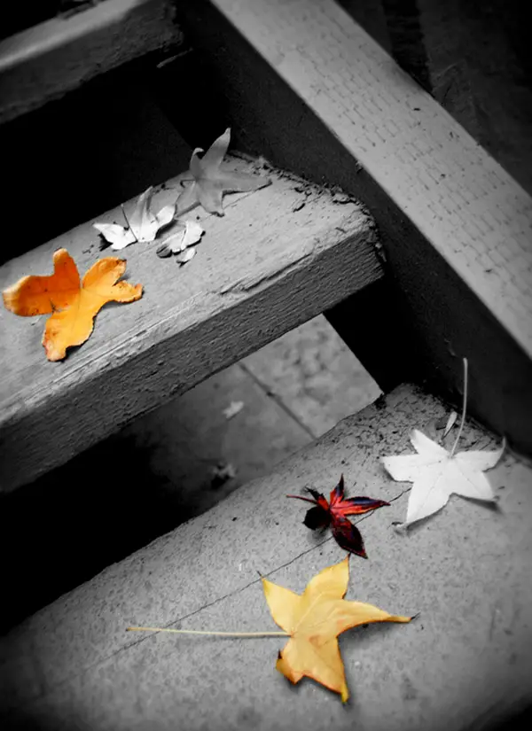 27-autumn-leaves-colored-black-and-white