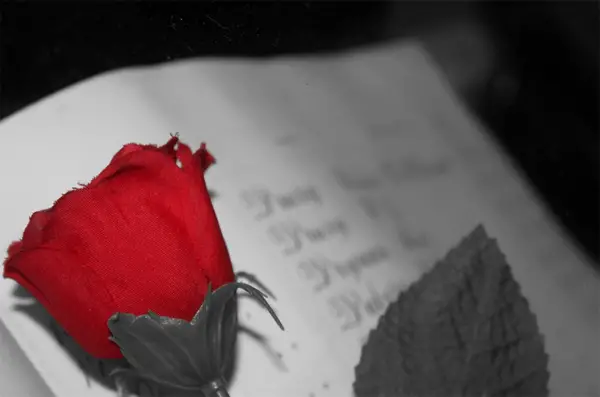 32-black-white-book-red-rose