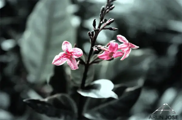 37-spirng-flowers-pink-black-white