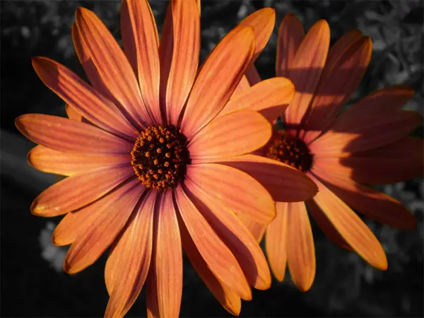 38-color-splash-sunset-flower