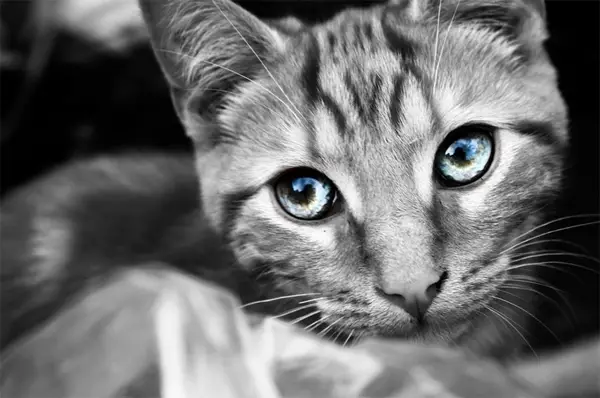 40-cat-black-white-color-eyes