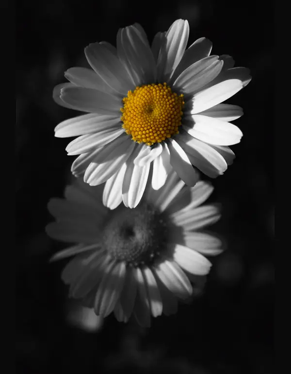 6-flowers-black-white-yellow-from-dark