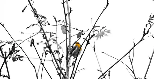 7-black-white-bird-yellow