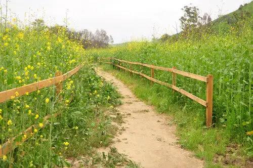 Meadow path Meadow path