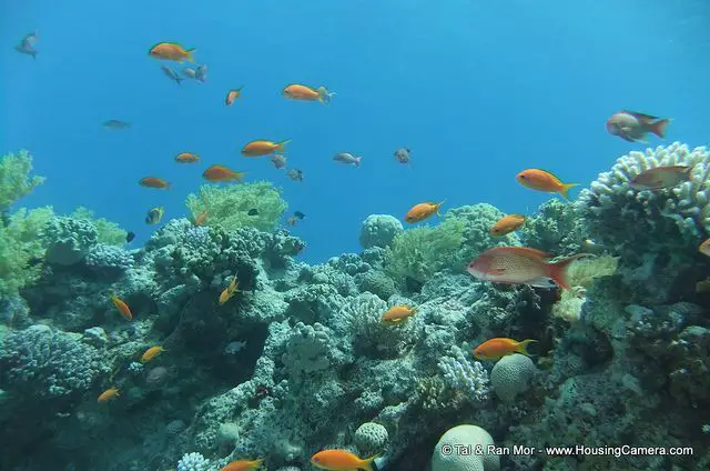 Tips on how to capture underwater photos