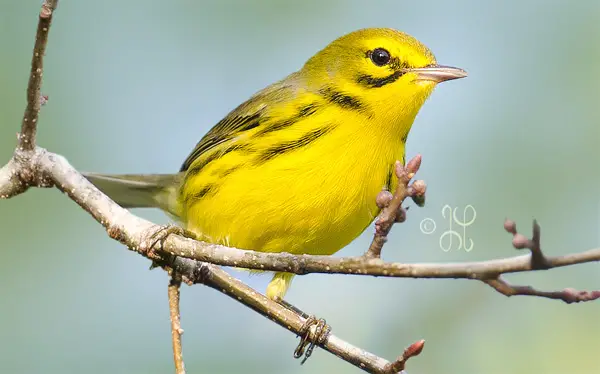 photo of a small yellow bird sitting on a twig
