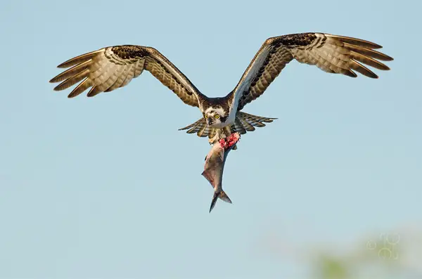photo of an osprey flying with a fish