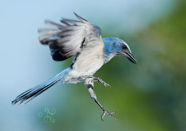 photo of a flying bird