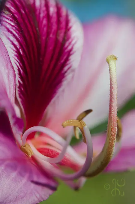 pink flower - macro photography