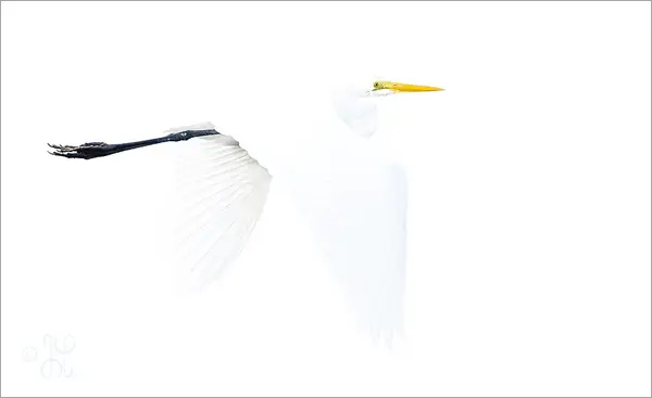 photo of a tri-colored bird on the lake