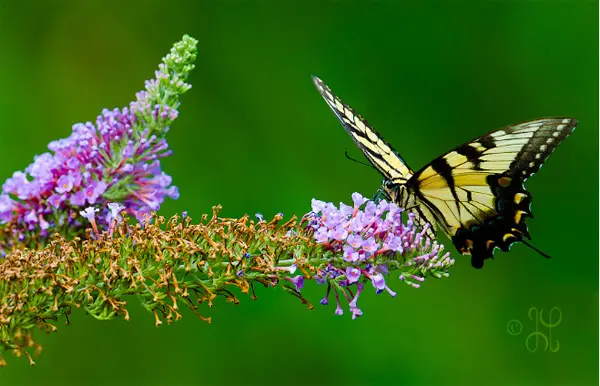 photo of a butterfly