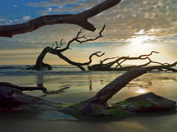 sunset on a beach with snags