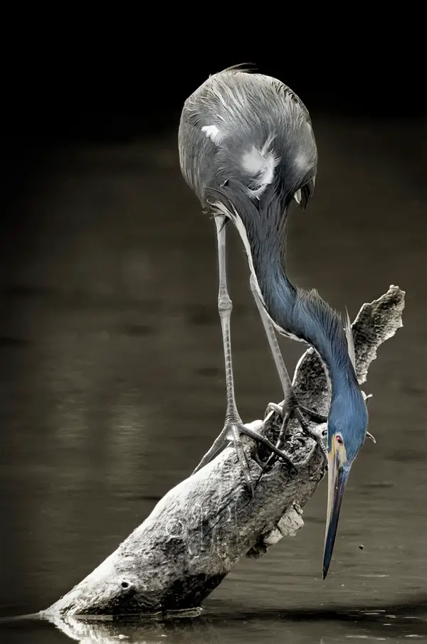 photo of a tri-colored bird on the lake