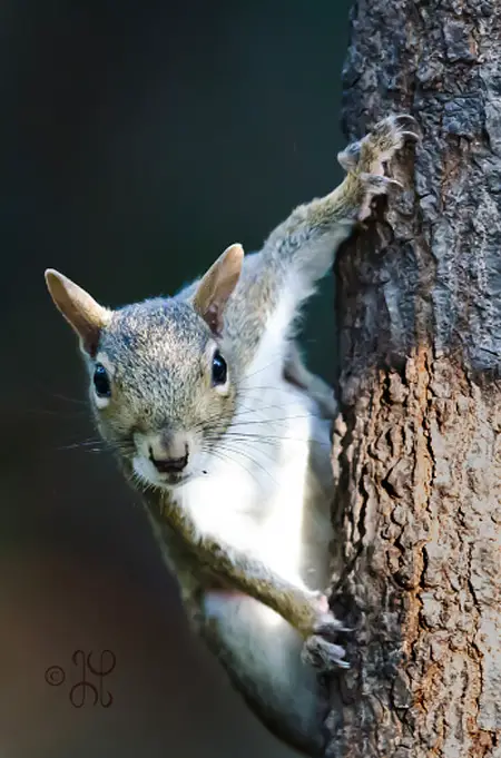 photo of a squirrel on a tree