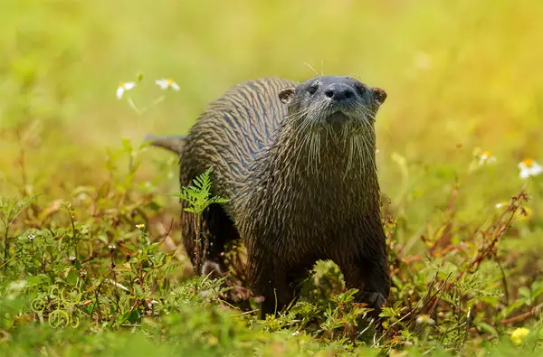 photo of a little otter playing
