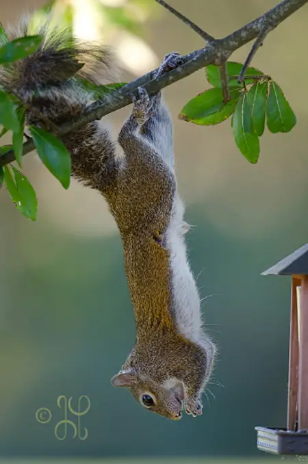 photo of a small squirrel