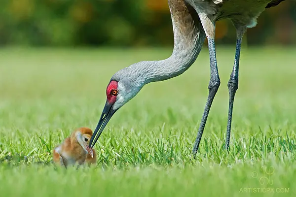 Photo by Geoff Powell: two birds on green grass