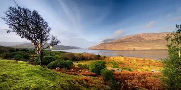 photo by John Mee: landscape with a tree