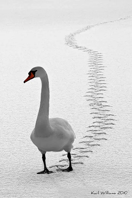 photo by Karl Williams: a long line of goose tracks