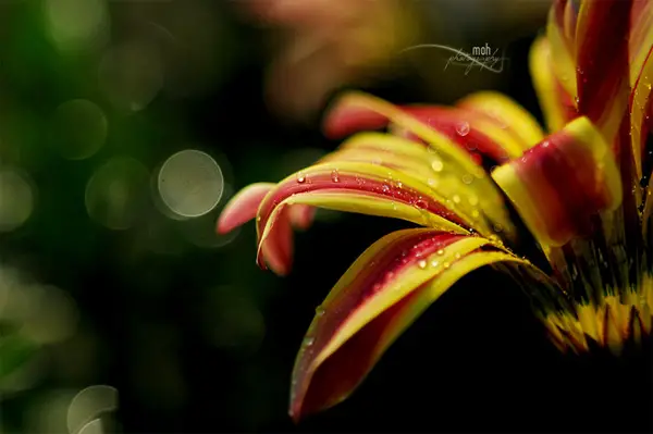 Photo by Mohan Duwal: close-up photo of a flower