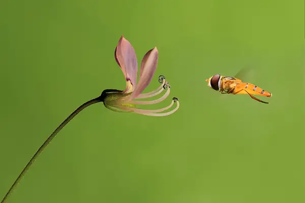 Photo by Deni Allsaputra (Uda Dennie): macro photography