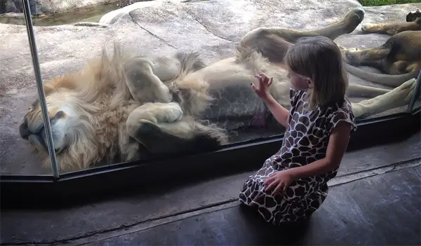 Lion encounter photo