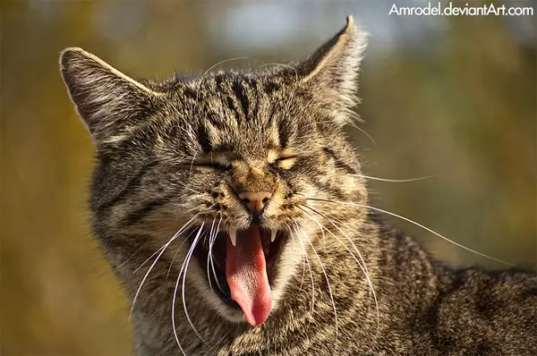 The cat from the zoo - a photo of an angry can