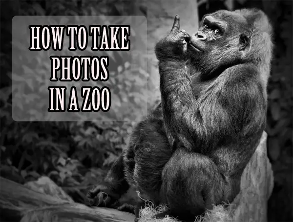 Some tips on how to take animals photography in a zoo