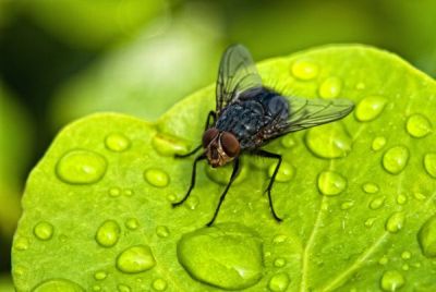 Black Fly over a Green Leaf with Water Drops