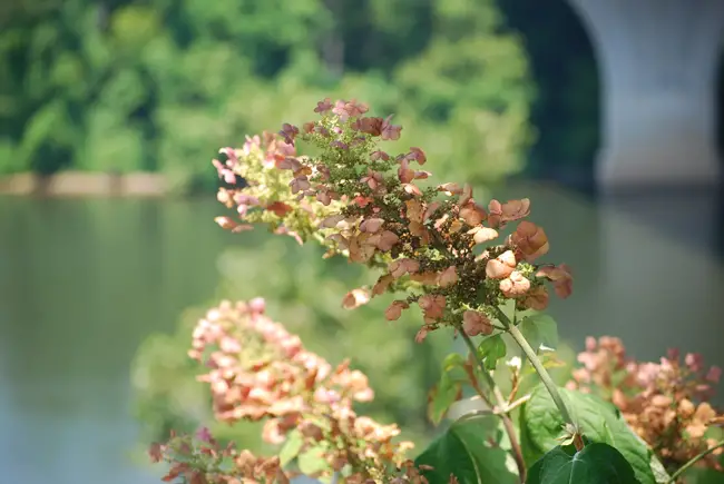 The colors in this photo look rather dull and yellow-green.