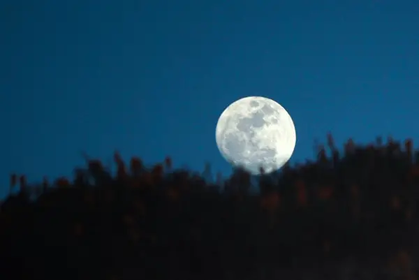 Howl and bark at the moon! Photo by Sarah Browning