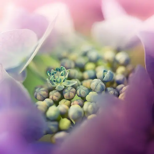 Macro