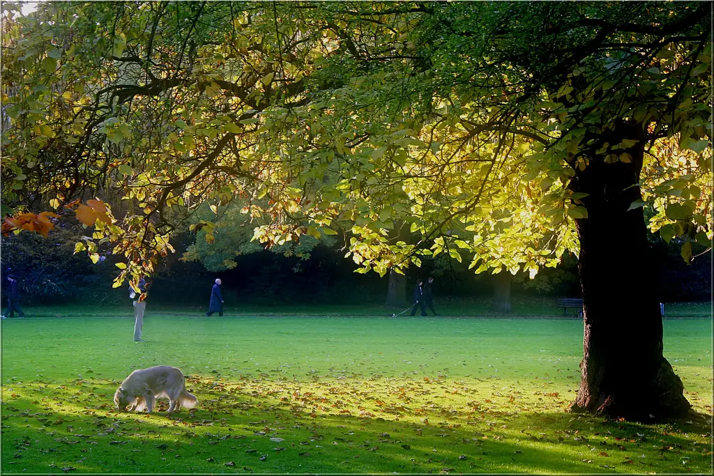 A sunny afternoon in the zoo park