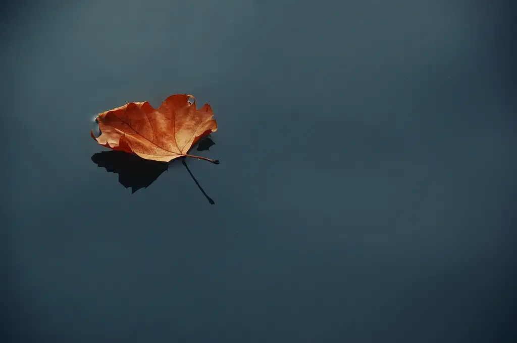 Autumn leaf on still water
