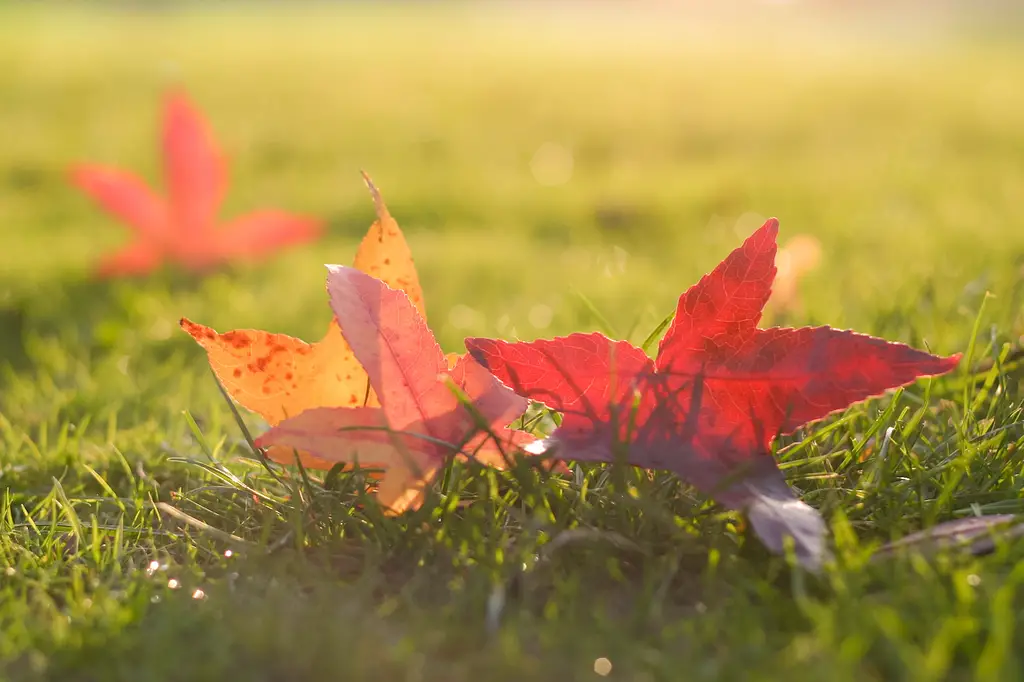 Sunfall (Backlit Autumn Leaves), Wisley