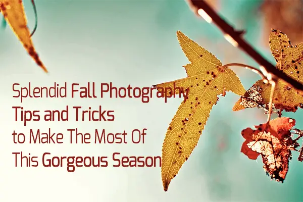 Splendid Fall Photography Tips and Tricks to Make The Most Of This Gorgeous Season