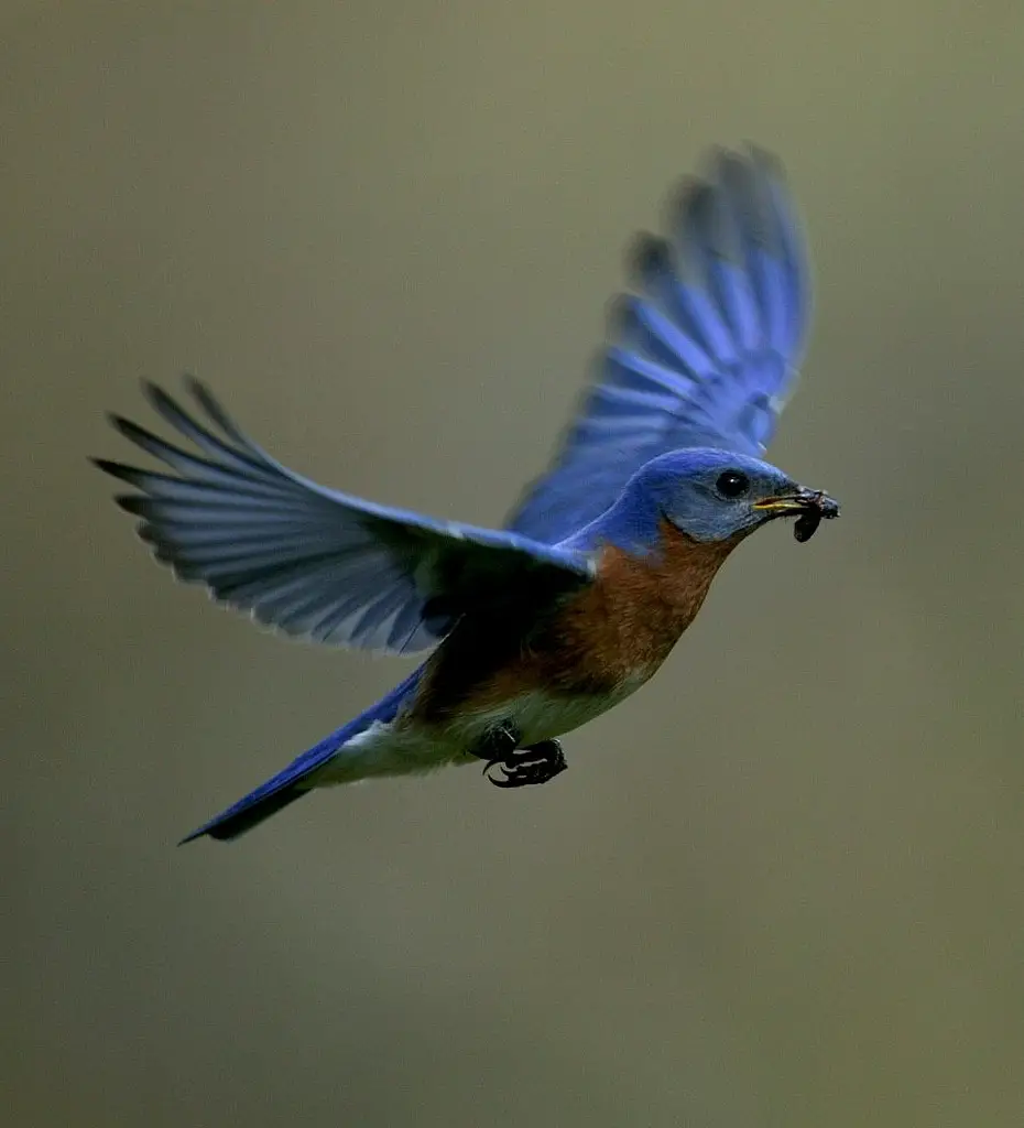 Such an image with the depth of field and sharpness couldn't be captured with a APS-C sensor..... However, under the right conditions perhaps this could be possible?