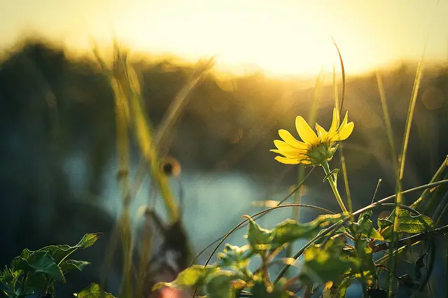 Even though the coloring of the flower roughly matches its surroundings, the contrast, shape, size and position allows it to become the focal point in this shot.