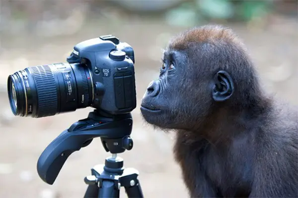 monkey-with-camera