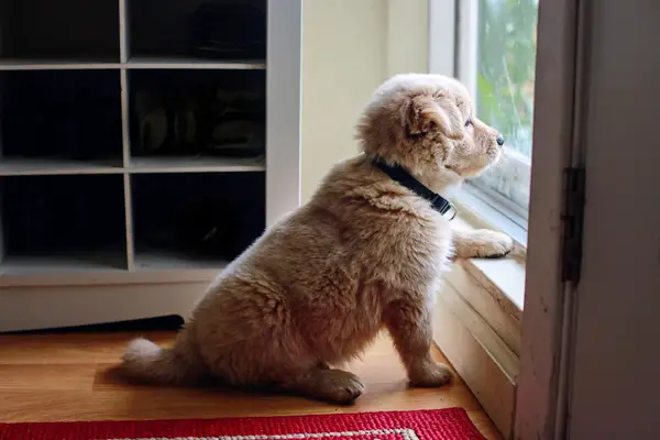 Window Watching Puppy