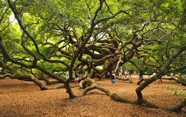 Oak Tree Growing 